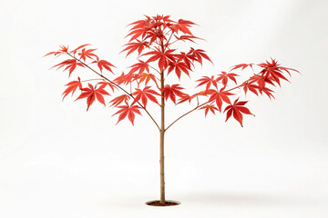 Red Japanese Maple Sapling Minimalist Studio Shot Acer palmatum