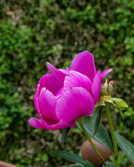 Large pink Chinese peony. Ornamental garden flower.