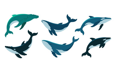 Cartoon Humpback, Blue and Orca Whales in Varied Poses on White Background Illustration