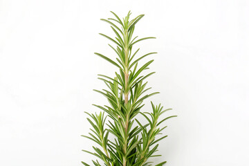 Upright Rosemary Plant Green Bushy Stems Isolated White Background
