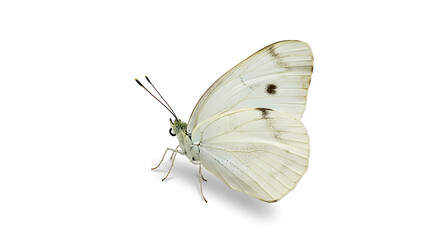 butterfly on white