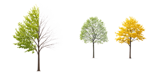 Tree with half green leaves and half bare branches showing seasonal change with two smaller trees in green and yellow foliage