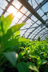Sunlit Greenhouse Lush Plants Thriving in a Sustainable Eco-Friendly Farming Environment