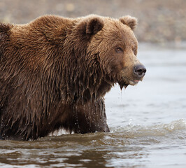Portrait of a coastal brown bear