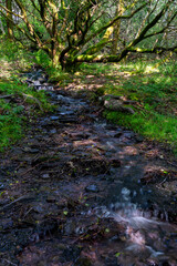 Small stream flows through a moss-covered woodland, surrounded by lush green foliage