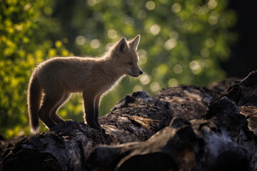 A fox kit on a log, with rim lighting