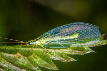 Macrophotography of a Green Lacewing (Chrysopa) on a green leaf in nature.