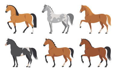 Six Differently Colored Horses Standing Isolated on White Background Bay, Gray, Black and Brown