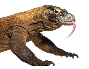 Obraz premium Side-Angle View of Komodo Dragon with Forked Tongue Extended, Transparent Background