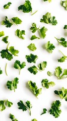 Fresh Cilantro Sprigs Scattered on White Background