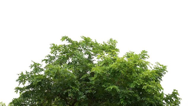 Green leaves on white background