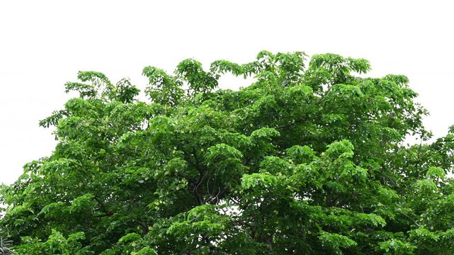 Green leaves on white background