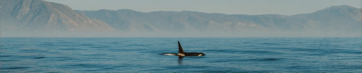 Fototapeta premium Misty Coastal Orca Swimming in Calm Saltwater Ocean with Distant Cliffs - Wildlife Exploration and Harmony with Nature Concept for Eco Tourism