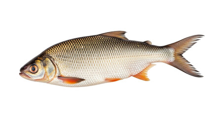 fish isolated on white Freshwater Fish Isolated: Raw Catch for Cooking and Seafood