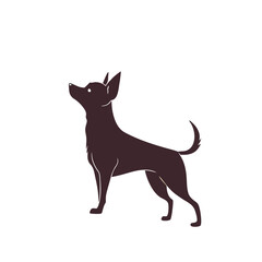 Focused Chihuahua Show Dog - Ideal Breed Standard Pose Silhouette