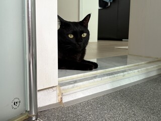A black cat lying down with its front paws on the doorstep, glancing around curiously
