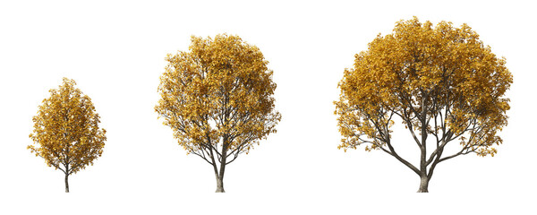 Cut out realistic autumn trees collection on transparent backgrounds. high quality 3d rendering. png format	