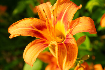close up of an orange and red tiger lily in summer