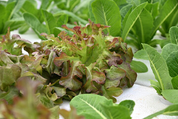 Fresh Green Hydroponic Vegetables