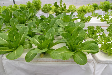 Fresh Green Hydroponic Vegetables