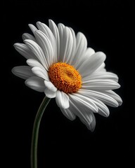 Fototapeta premium Artistic Yellow-Centered White Daisy against Dark Backdrop, High Contrast Floral Illumination, Ethereal Petal Softness