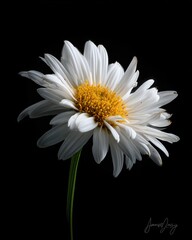 Artistic Yellow-Centered White Daisy against Dark Backdrop, High Contrast Floral Illumination, Ethereal Petal Softness