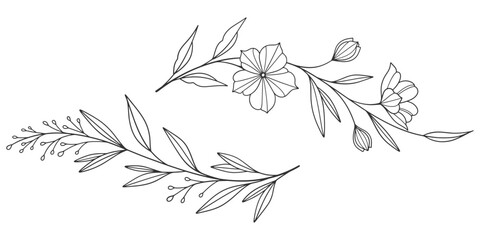 Sketch Floral Botany Collection. flower drawings. Black and white with line art on white backgrounds. Hand Drawn Botanical Illustrations. Vector eps