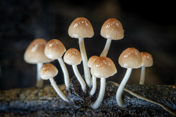 close-up shot of delicate mushrooms sprouting in a cluster on a damp piece of wood, showcasing the...