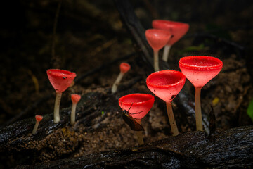 close-up shot of delicate mushrooms sprouting in a cluster on a damp piece of wood, showcasing the...