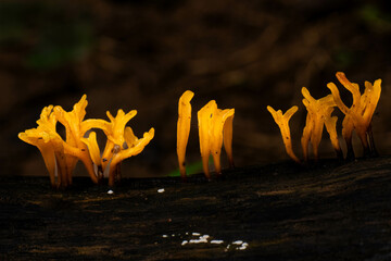 close-up shot of delicate mushrooms sprouting in a cluster on a damp piece of wood, showcasing the wonders of forest life and natural textures.