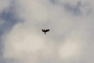 birds in beautiful sky