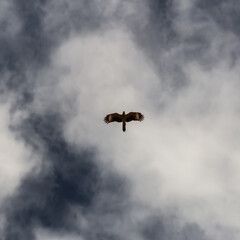birds in beautiful sky