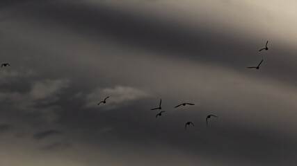 birds in beautiful sky