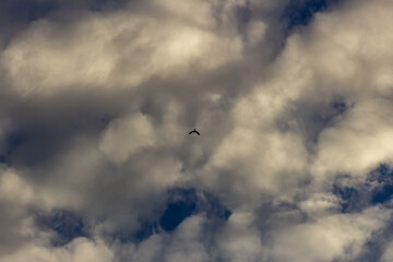 birds in beautiful sky