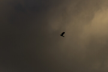 birds in beautiful sky