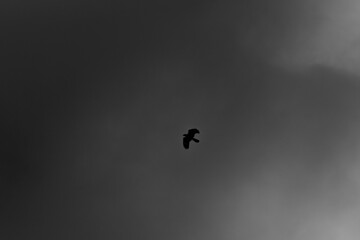 birds in beautiful sky