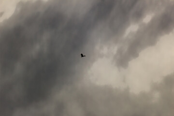birds in beautiful sky