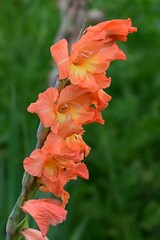 Gladiolus flowers. Iridaceae bulbous plants. These flowers come in a wide variety of colors and...