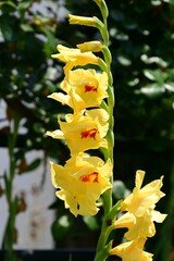 Gladiolus flowers. Iridaceae bulbous plants. These flowers come in a wide variety of colors and...