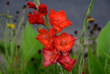 Gladiolus flowers. Iridaceae bulbous plants. These flowers come in a wide variety of colors and...