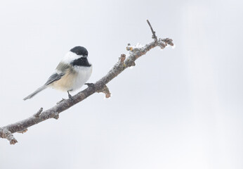 A black-capped chickadee on a branch