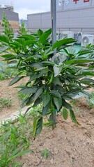 Peppers with flowers and green peppers growing in an urban garden