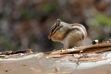 Cautious Chipmunk on Tree Stump – Woodland Wildlife Scene