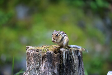 Cautious Chipmunk on Tree Stump – Woodland Wildlife Scene
