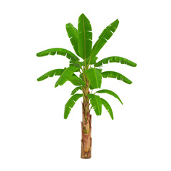 Tropical banana tree with large green leaves and hanging banana fruit isolated on white background