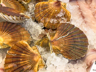 Fresh scallops on ice display at seafood market stall
