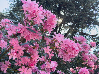 Vibrant pink oleander blossoms with sunlit greenery in spring garden