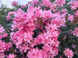 Vibrant pink oleander blossoms in lush green foliage