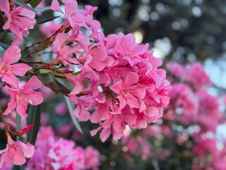 Vibrant pink oleander blooms in lush garden setting