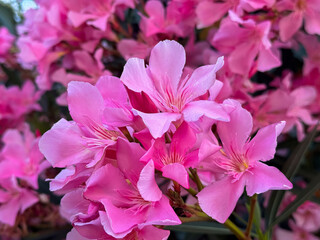 Close-up of vibrant pink oleander flowers in full bloom